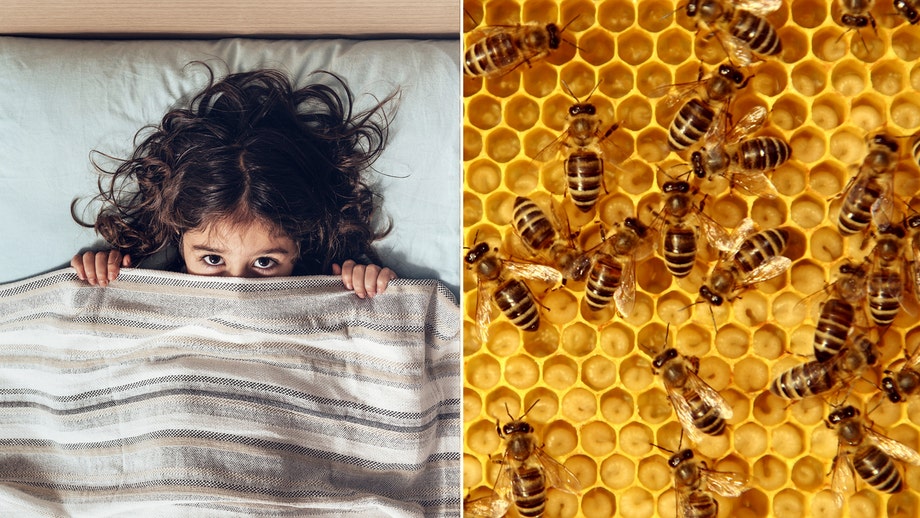 North Carolina child says she hears 'monsters' in the wall, turns out to be 50K buzzing bees