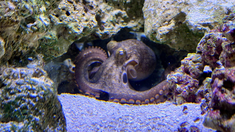Oklahoma boy’s pet octopus is TikTok sensation: ‘Wildlife is magnificent’
