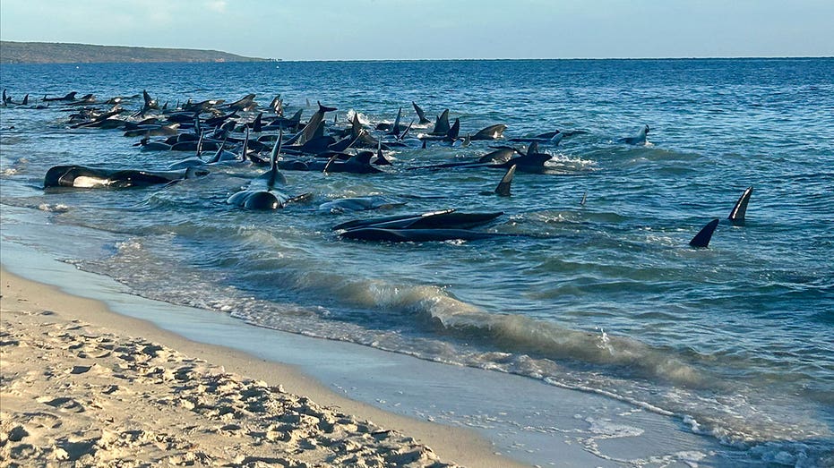 More than 100 stranded whales return to the sea after rescue effort on Australian coast