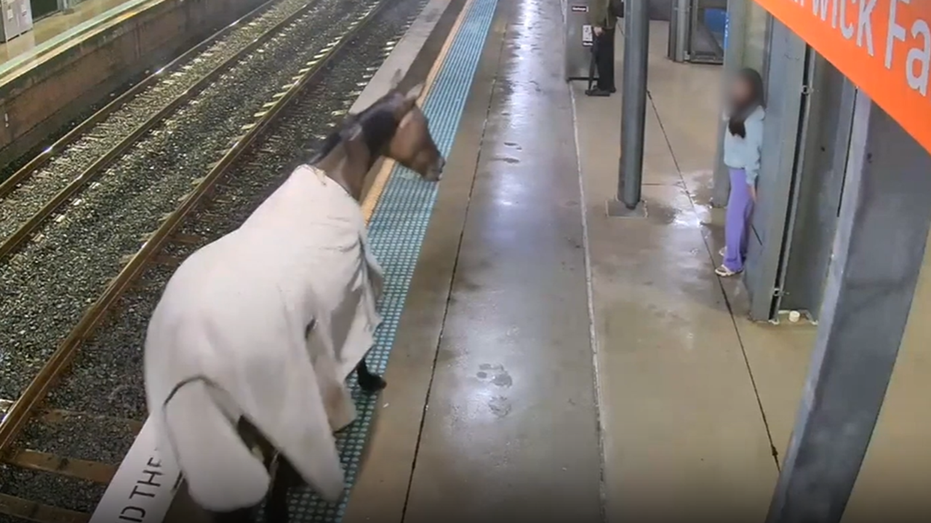 Horse running wild on train platform caught on video