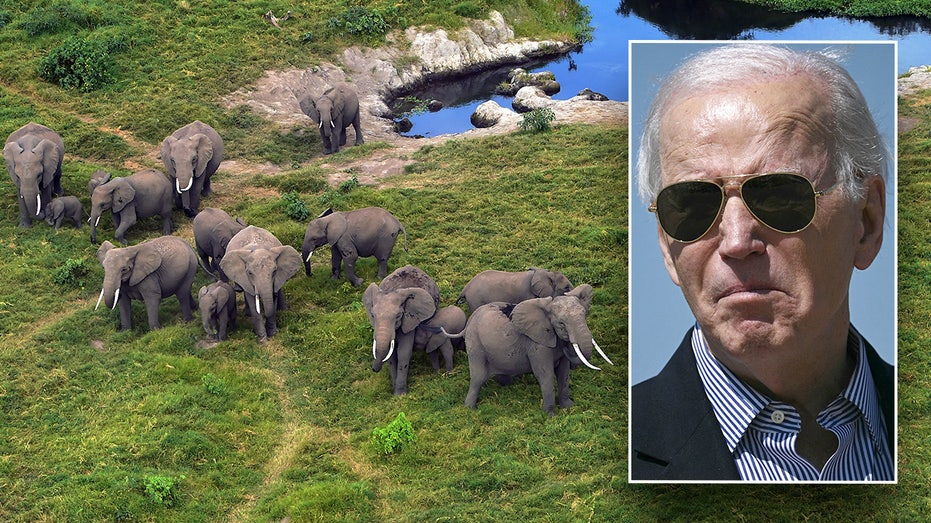 Biden administration tightens rules on African elephant imports, stops short of total ban