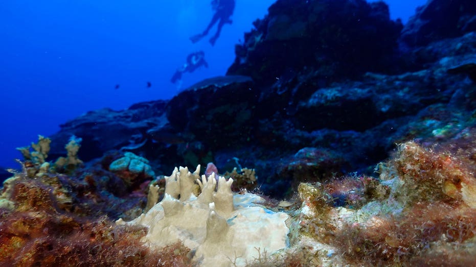 Coral reefs around the world are experiencing mass bleaching in warming oceans, scientists say