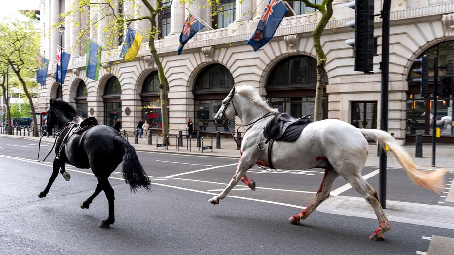 1 horse remains under observation and another is expected to recover fully after London rampage