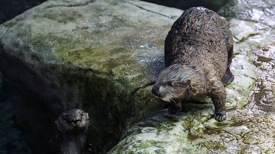 California aquarium pairs stranded sea otter pups with surrogate moms