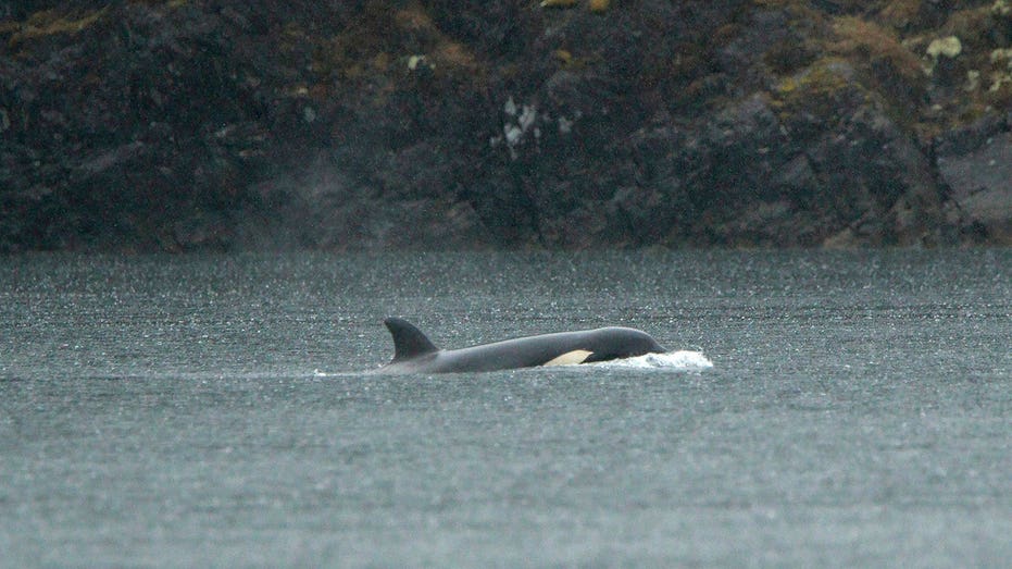 Orca calf stranded in Canadian lagoon to be airlifted and reunited with family, rescuers say