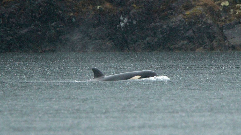 Orca calf stranded in Canadian lagoon to be airlifted and reunited with family, rescuers say