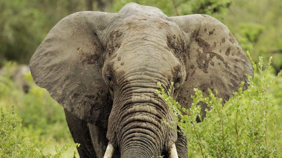 79-year-old US tourist killed by bull elephant while on Zambian safari