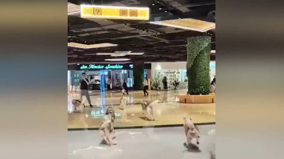 WATCH: 100 huskies cut loose in shopping mall after pet café mishap