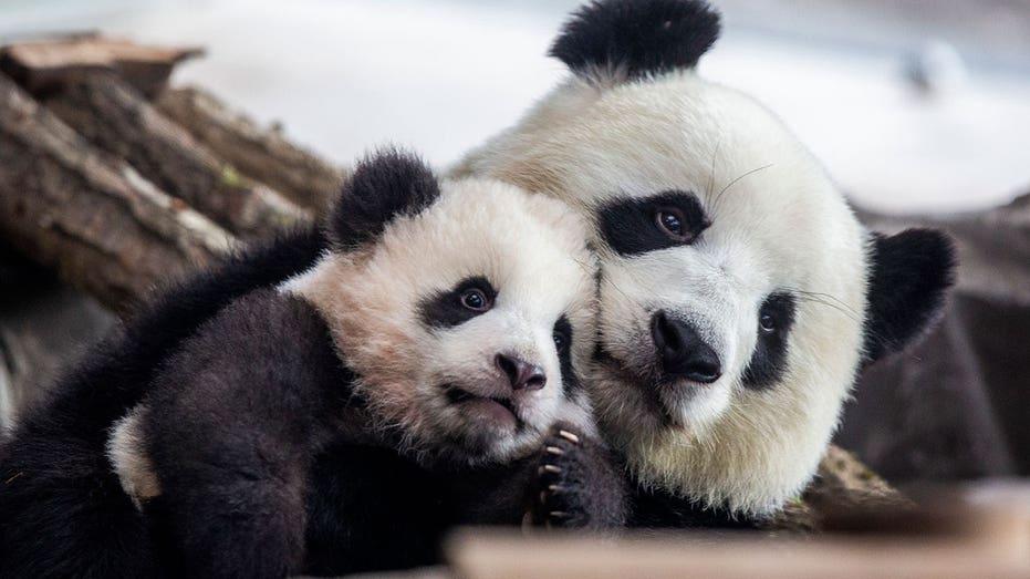 DC’s Smithsonian National Zoo to welcome pair of young pandas from China