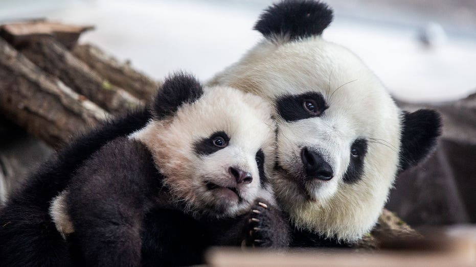 San Francisco Zoo to welcome pair of pandas from China, mayor says