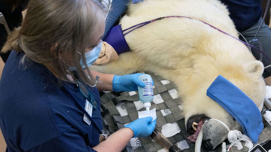 Washington polar bear cub Laerke receives encouraging results at annual physical exam
