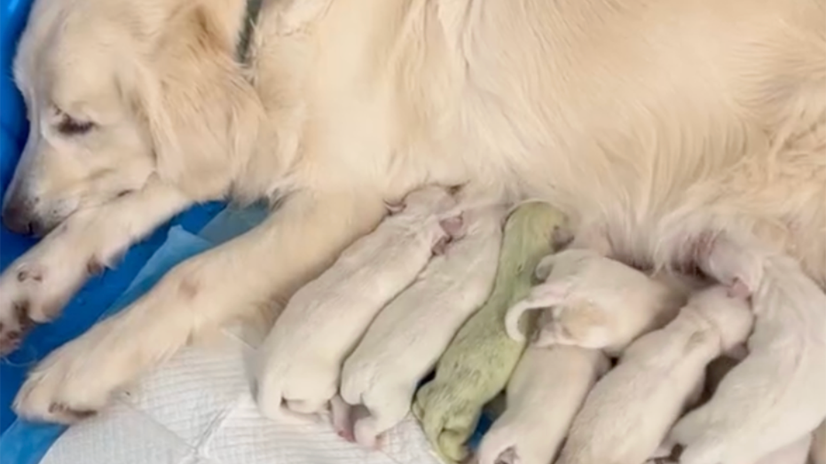 Dog in Florida born with lime green fur and named ‘Shamrock’ goes viral