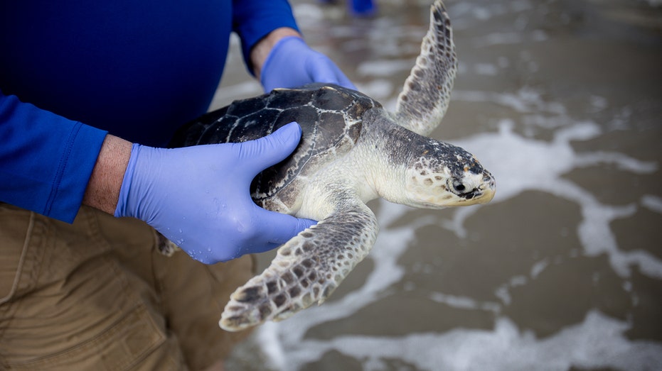 Georgia group and others release 34 rehabilitated sea turtles into ocean after reptiles regained their health