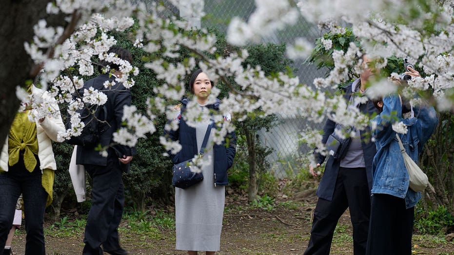 Crowds flock to Tokyo to see cherry blossoms after delayed bloom