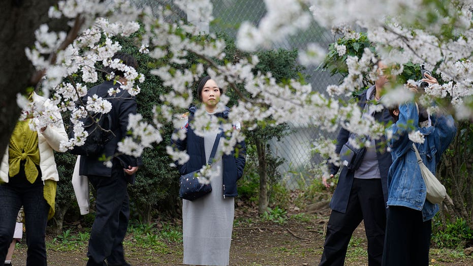 Crowds flock to Tokyo to see cherry blossoms after delayed bloom