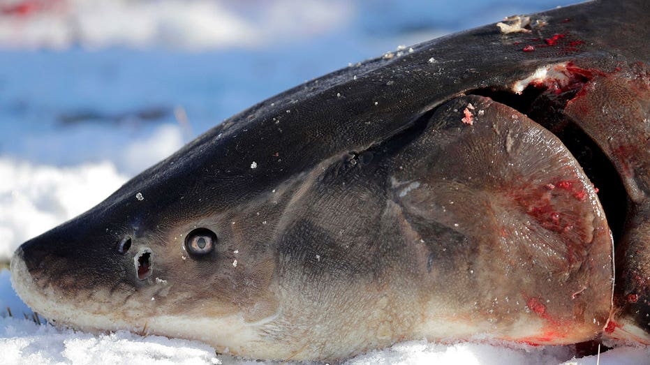 Prehistoric lake sturgeon denied endangered species status, US wildlife officials say