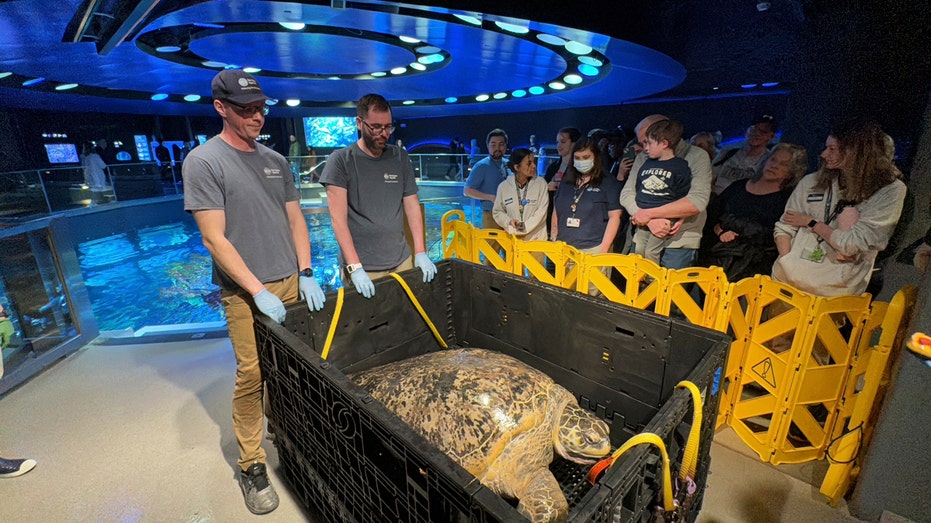 New England Aquarium’s 500-pound, 95-year-old sea turtle gets clean bill of health