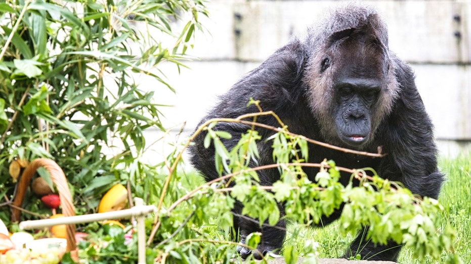World's oldest known gorilla turns 67 at Berlin Zoo