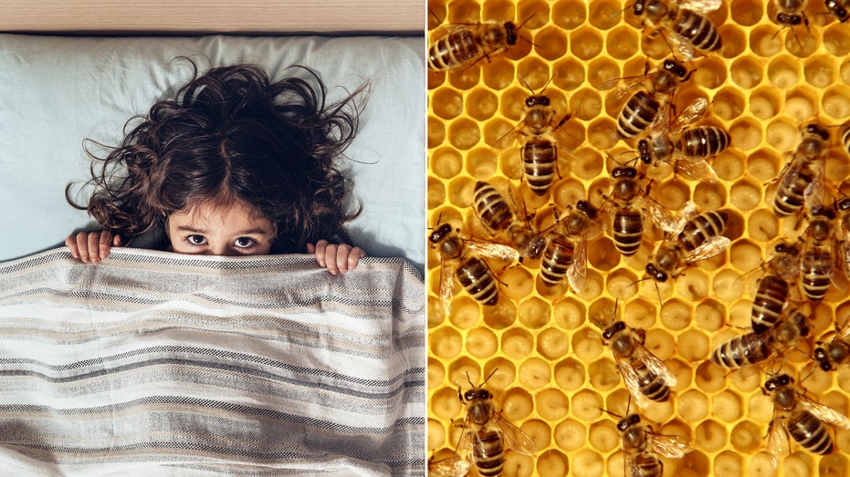 North Carolina child says she hears ‘monsters’ in the wall, turns out to be 50K buzzing bees