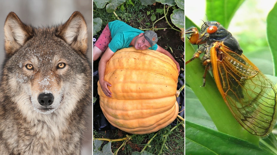 Rare wolf’s fate revealed, an upcoming cicada invasion and more trending Lifestyle news