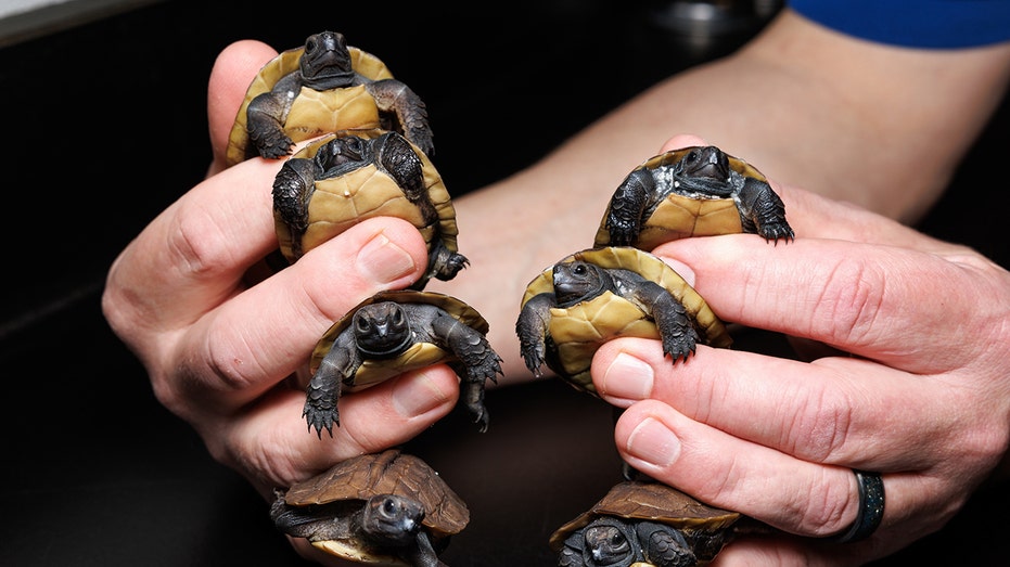 Tennessee aquarium welcomes 7 baby turtles endangered in wilderness, experts call it a ‘small victory’