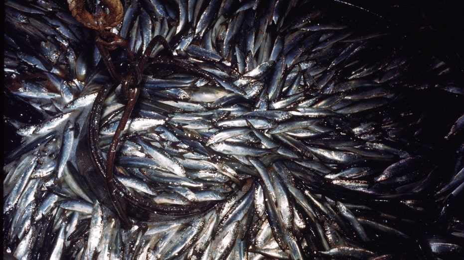 Judge rules feds didn’t properly implement plan to restore Pacific sardine population