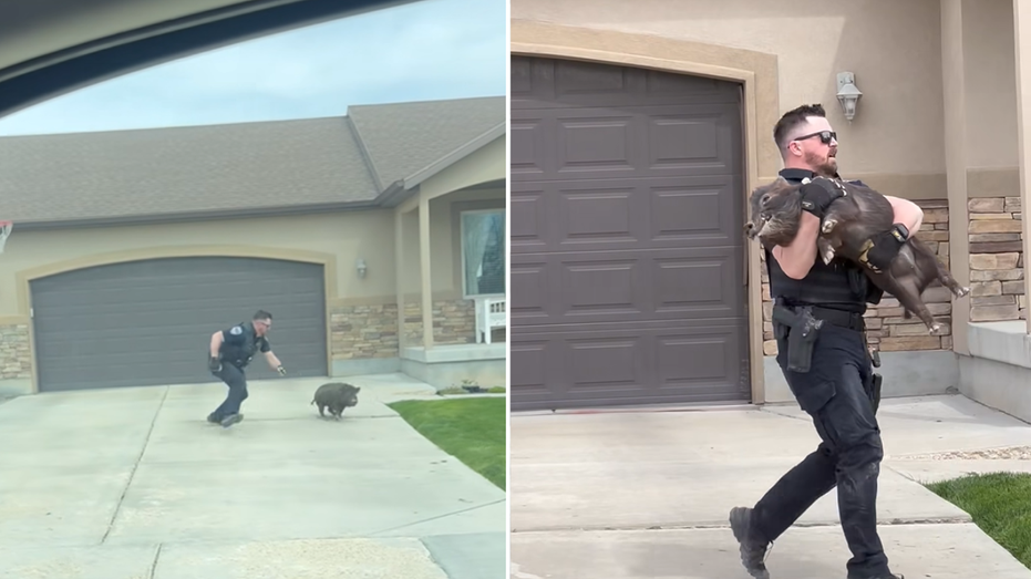 Police officer goes viral after chasing, tackling pig during neighborhood escapade: ‘Not my first rodeo’