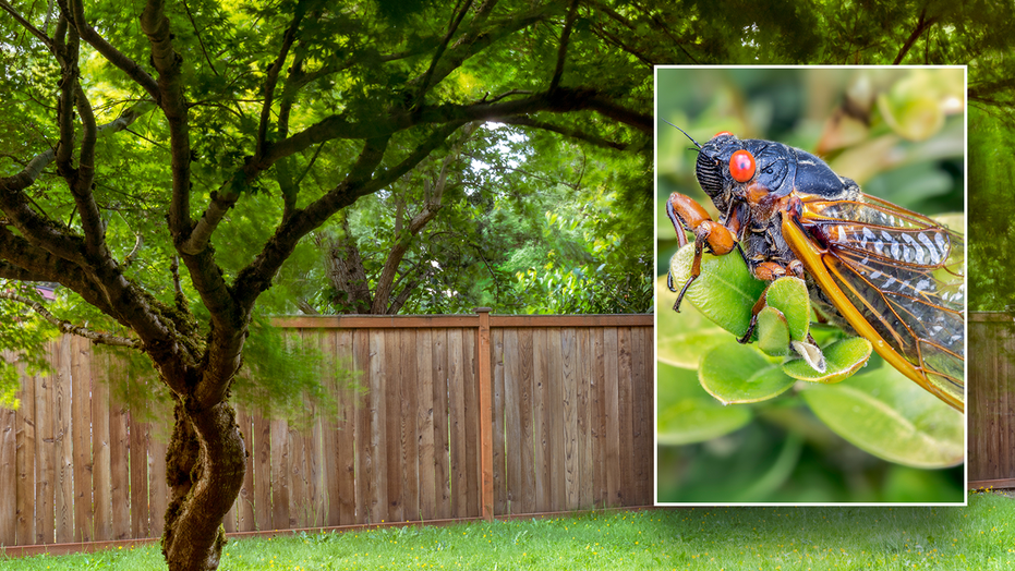 Cicada invasion approaching US, plus our newest American Culture Quiz to take