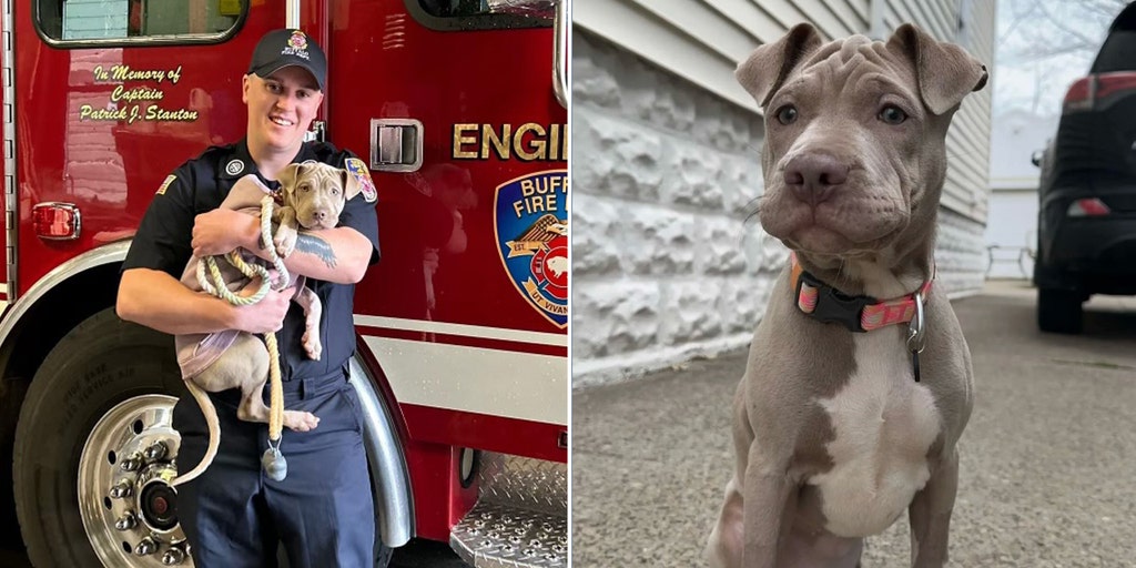 New York firefighter adopts puppy he helped rescue after she was hit by a car: 'I'd love to take her' - Vimarsana News