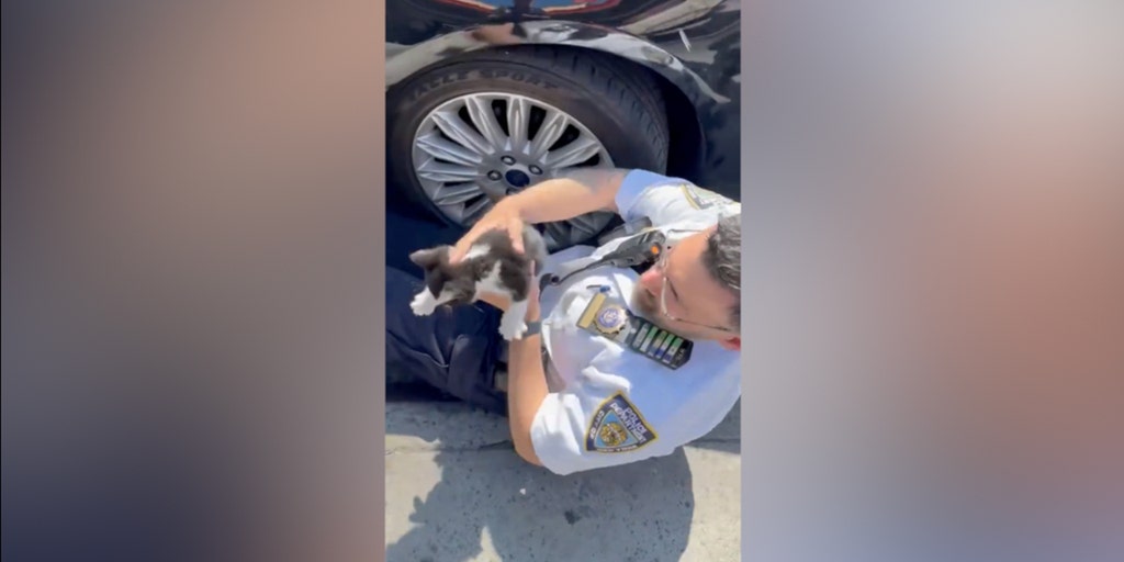 NYPD officer rescues kitten caught under car - Vimarsana News