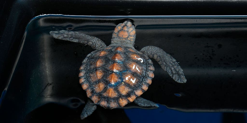 Rare storm leads surge of more than 500 baby sea turtles to aquarium - Vimarsana News