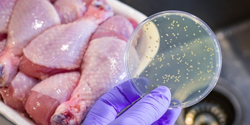High levels of resistant bacteria found in uncooked meats and raw dog food - Vimarsana News