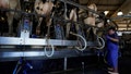 Automation is used as a worker helps milk Holstein cows at Airoso Circle A Dairy in Pixley, California, on October 2, 2019.