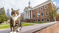 This photo provided by Vermont State University shows Max the Cat stands in front of Woodruff Hall at Vermont State University Castleton on on Oct. 12, 2023 in Castleton, Vt. Vermont State Universitys Castleton campus has bestowed the title of &ldquo;Doctor of Litter-ature&rdquo; on Max, a beloved member of its community, ahead of students graduation on Saturday. The school is not honoring the feline for his mousing or napping but rather for friendliness.