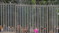 Members of a group of some 30 migrants seeking asylum look through the railings of a wall that Poland has built on its border with Belarus to stop massive migrant pressure, in Bialowieza, Poland, on May 28, 2023. Defense officials in NATO member Poland were presenting plans Monday, May 27, 2024, for fortifications and strengthening of its eastern border with Russia and Moscow ally Belarus.