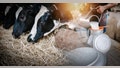 Dairy Cattle and Farming Industry Concept, Farmer Pouring Raw Milk into Container in Cattle Farm. Double Exposure Images of Farmer and Dairy Cow, Business Livestock and Agriculture Entrepreneur.