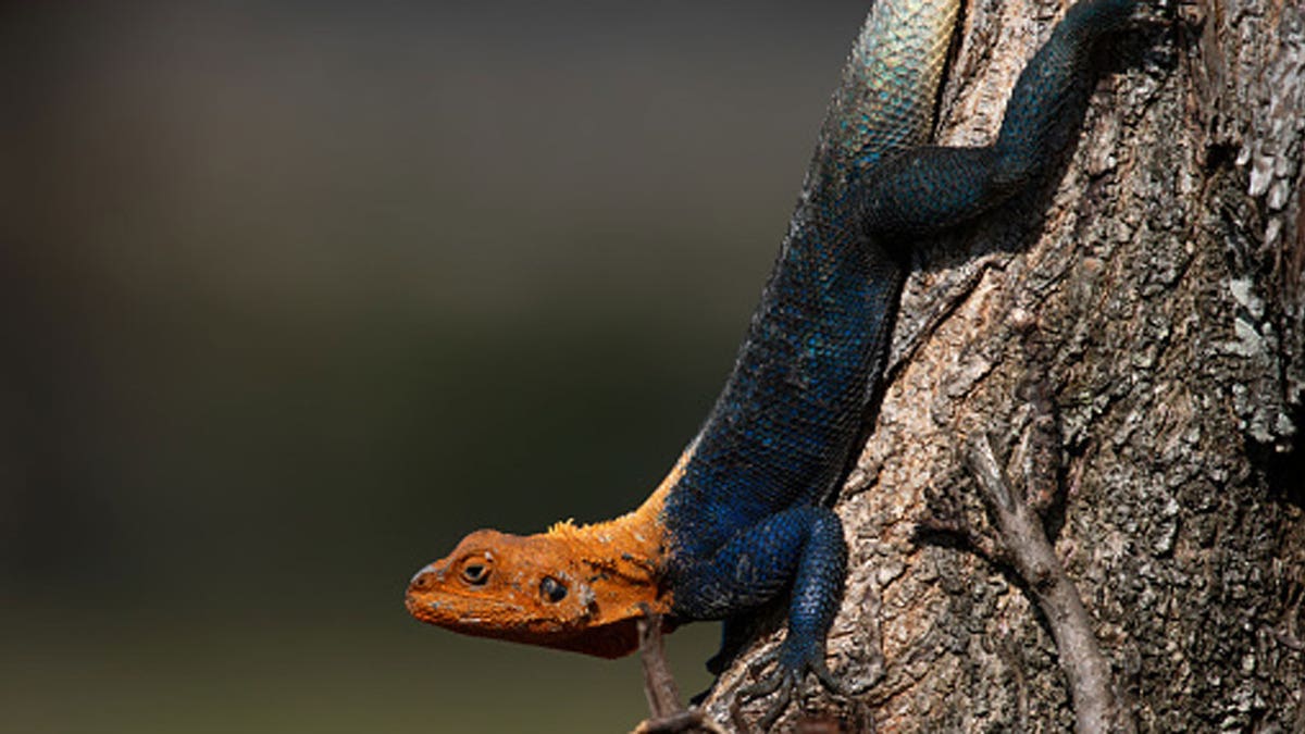 Invasive African Lizard Spotted Moving North In Florida - Patabook News