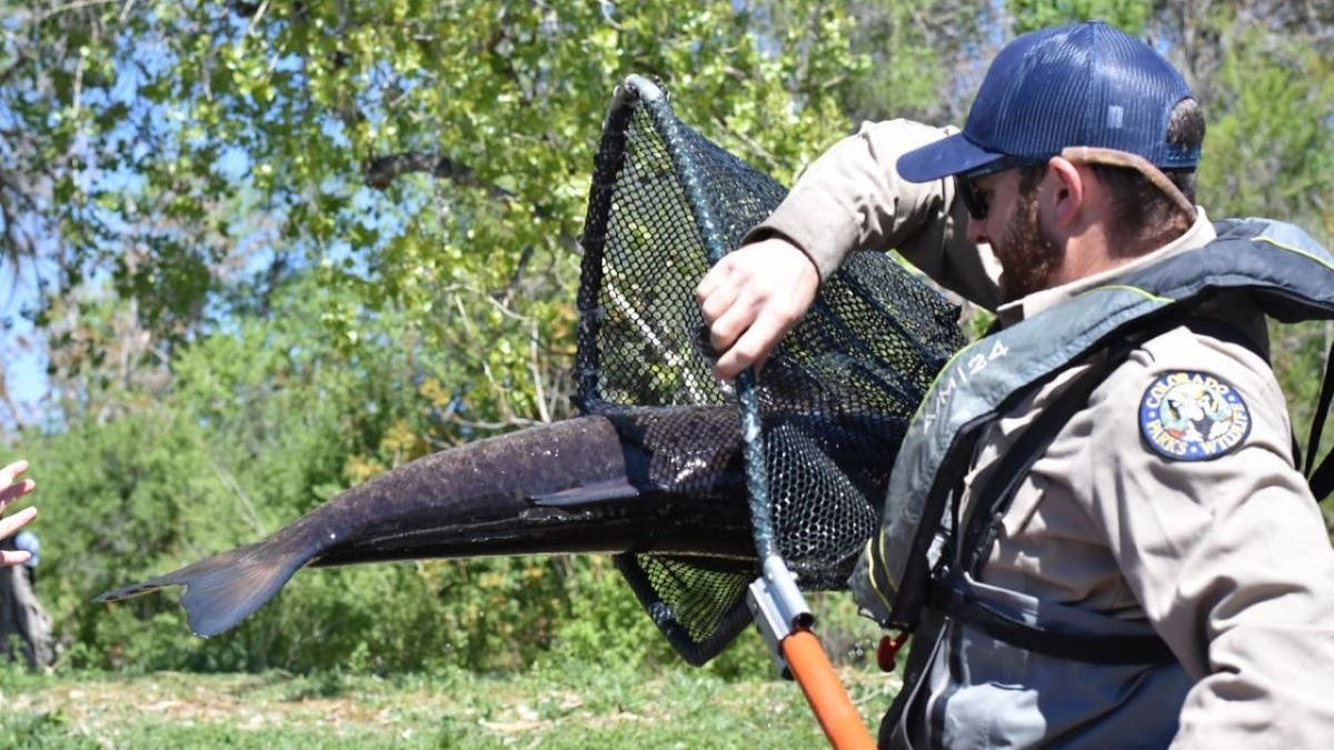Man putting carp in fishing net