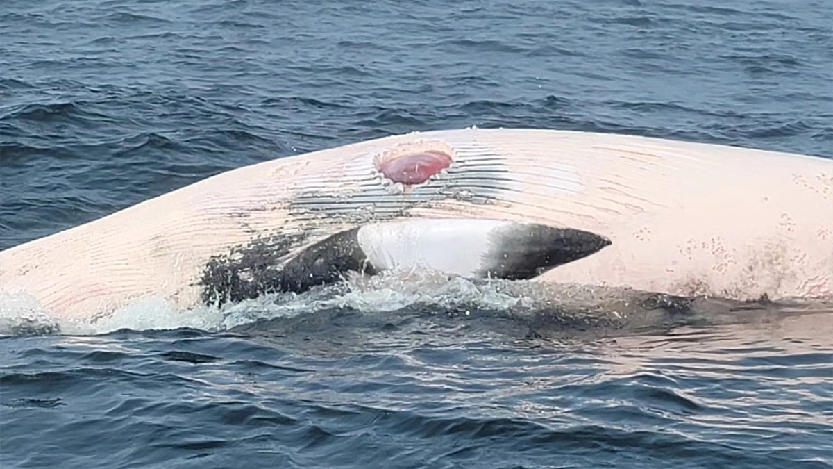 Minke whale with shark bite