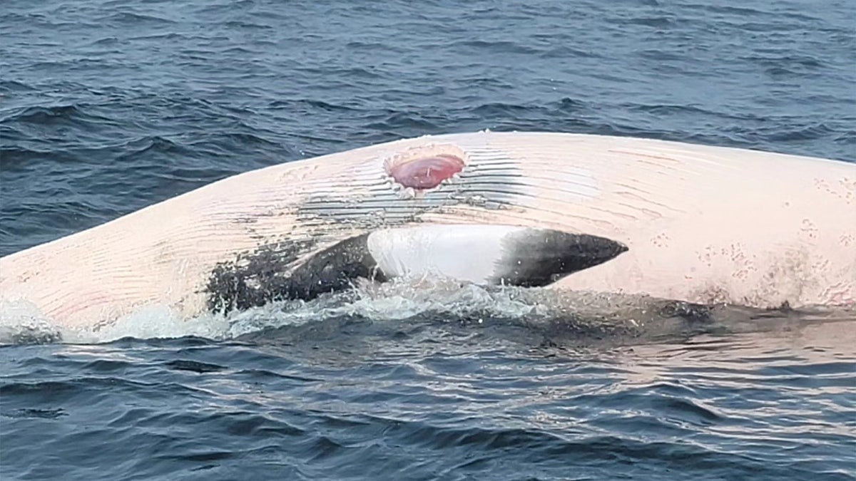 Minke whale with shark bite