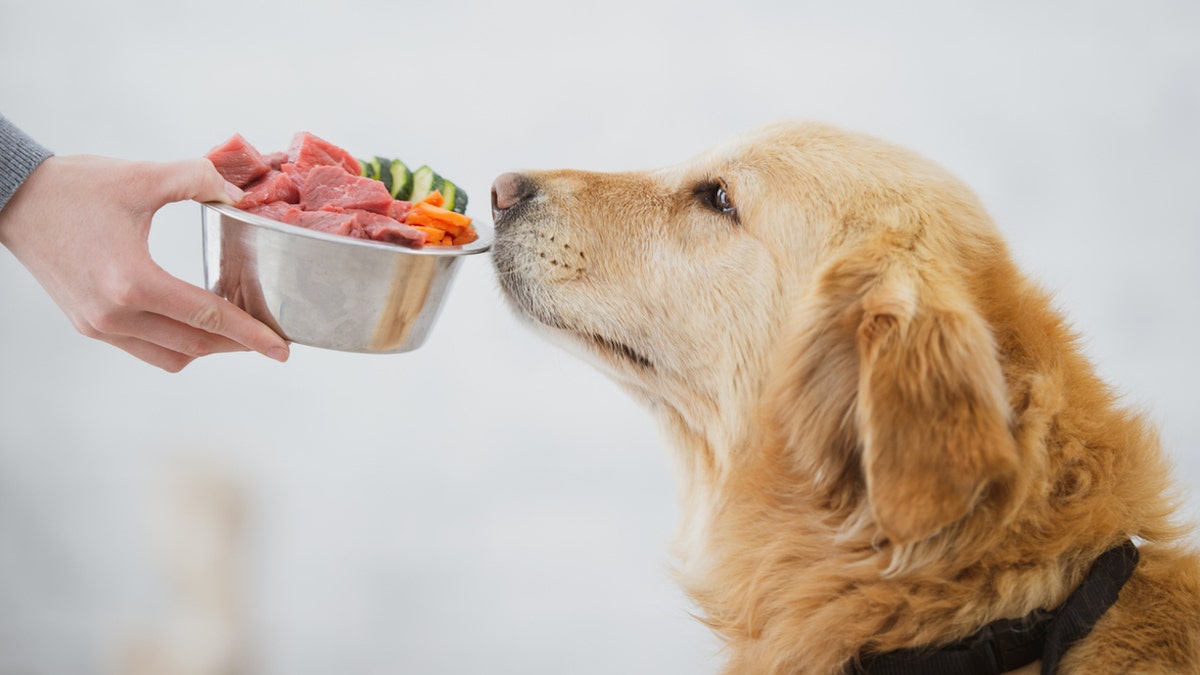 dog with food