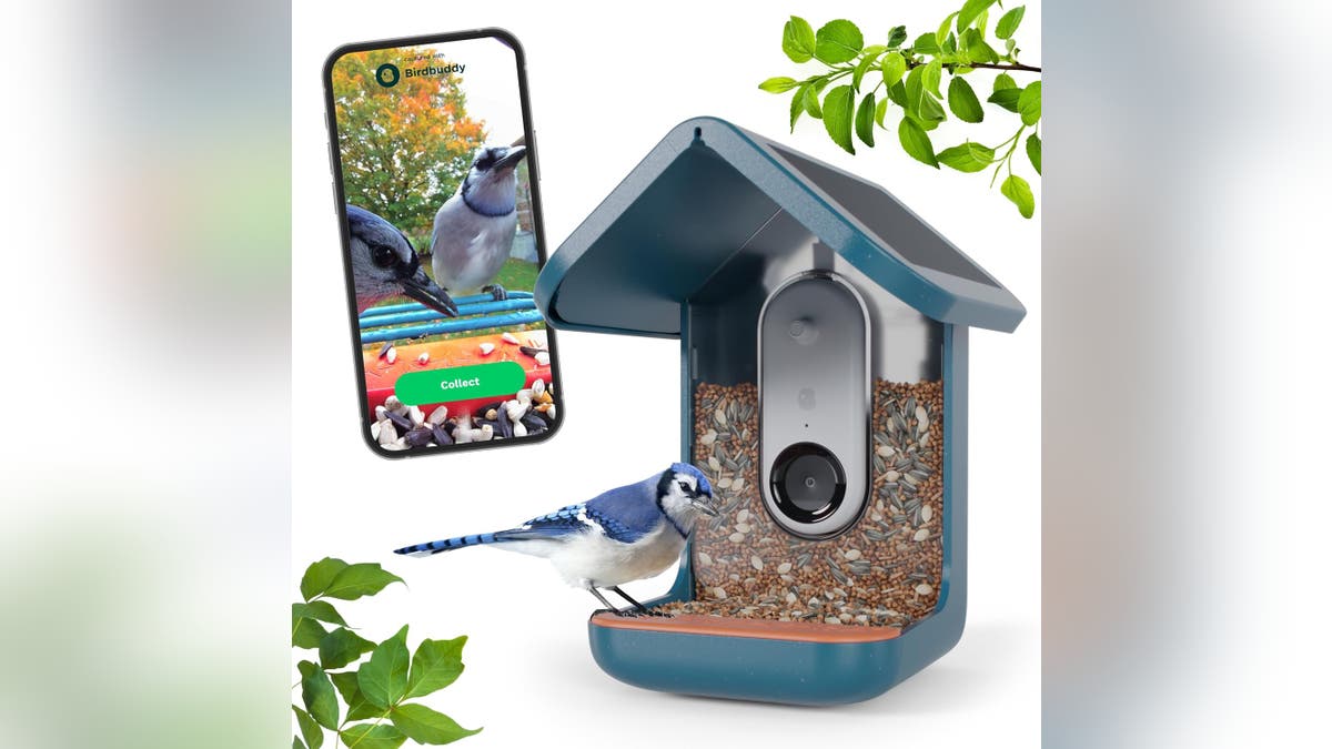 Watch and identify birds right from your phone.?