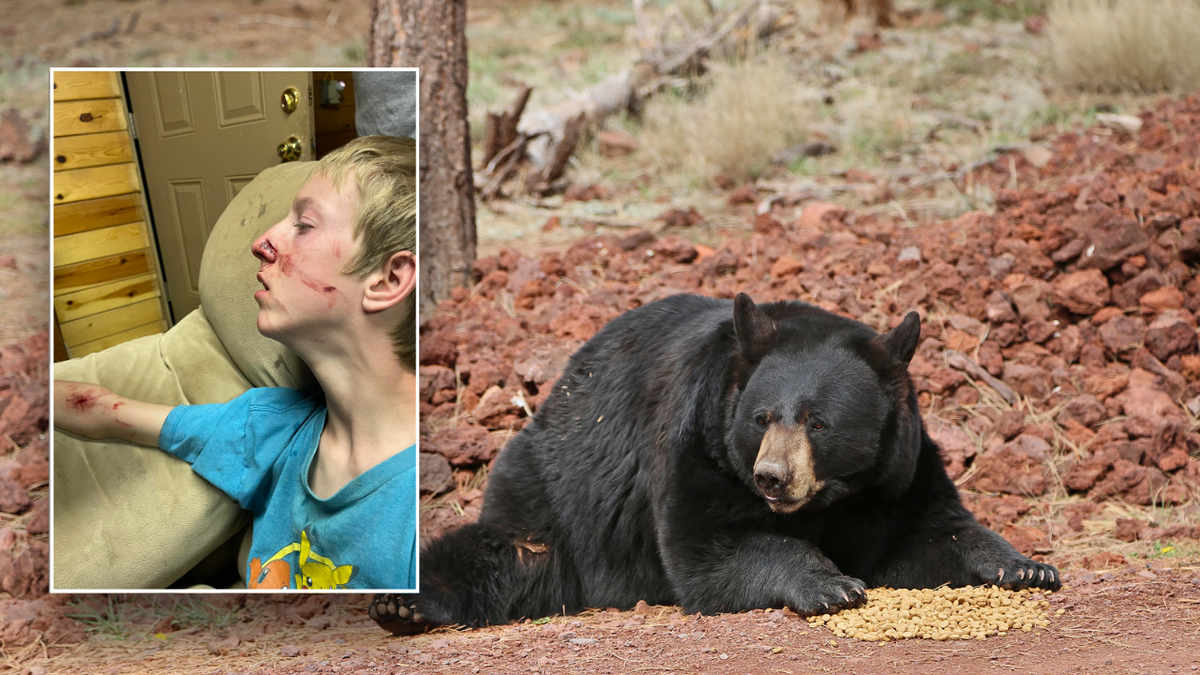 Split image of stock black bear and injured teenager