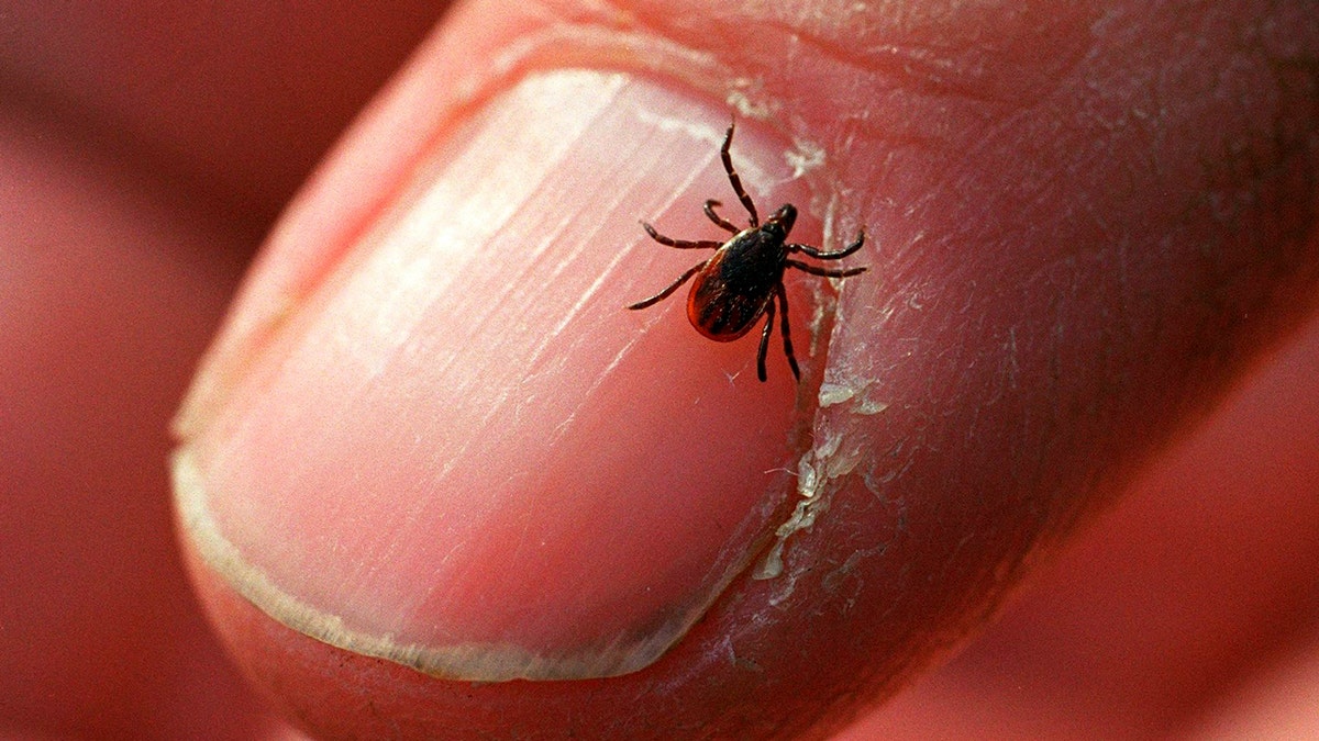 一只成年鹿蜱，也被称为黑腿蜱，在康内特州立公园的指甲上爬行