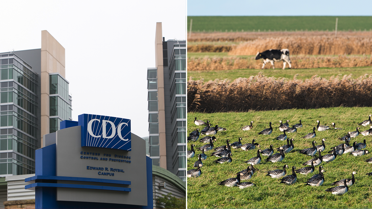 疾病预防控制中心和一头奶牛，前景中的鸟分割图像