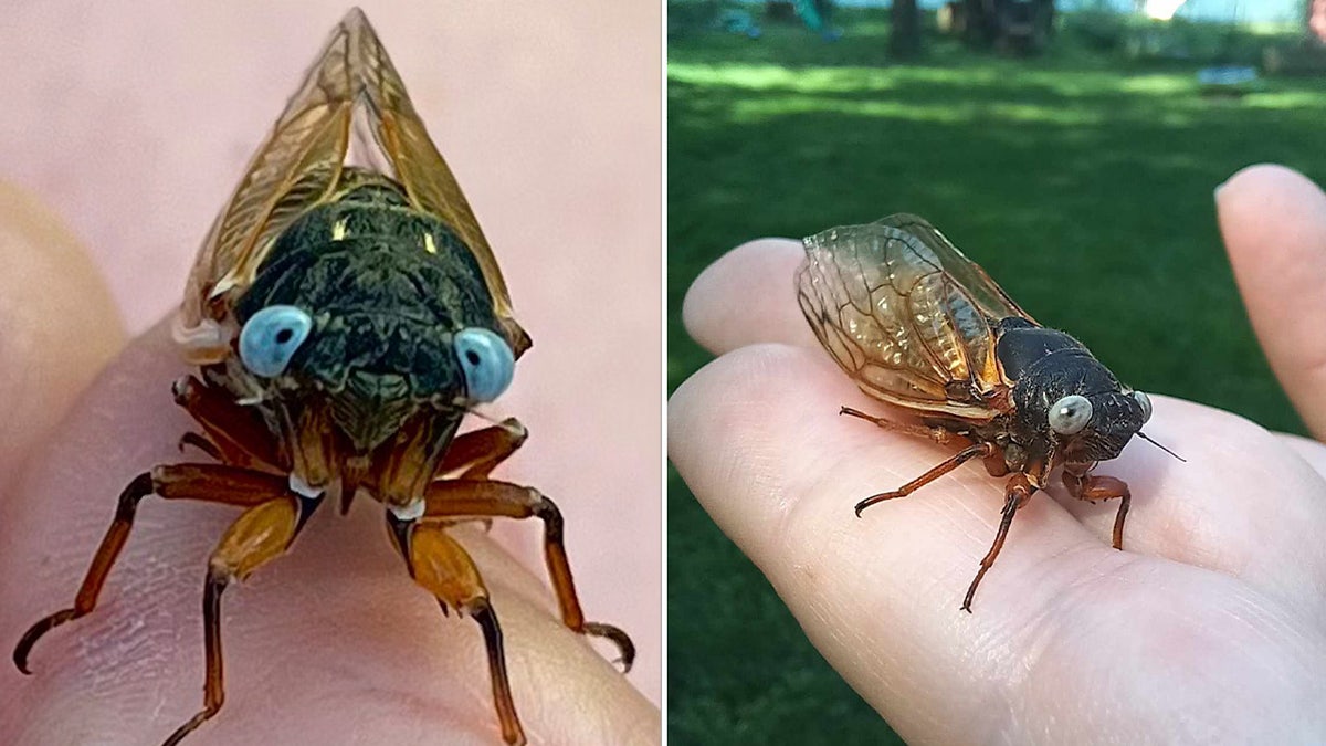 Blue-eyed cicadas
