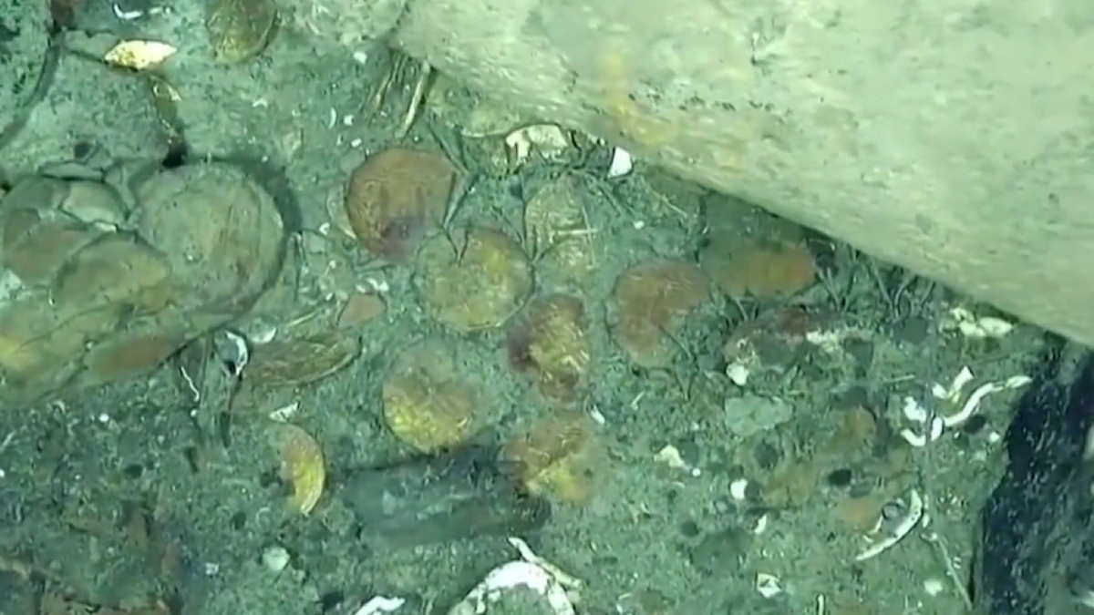 Coins seen on bottom of shipwreck