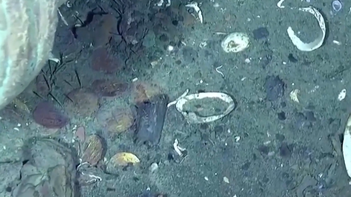 Shells and coins on sea floor