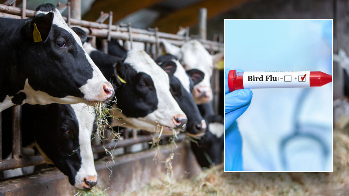 Split image of cows and bird flu vial