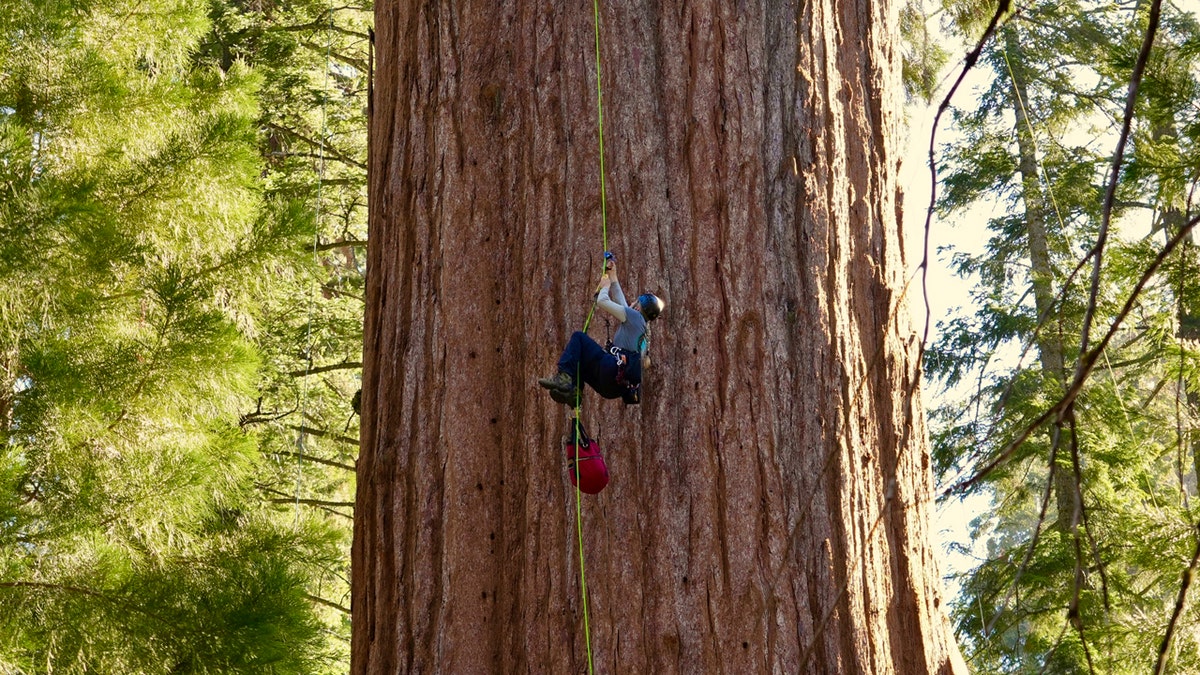 A researcher climbs General Sherman, the world's largest tree, in Sequoia National Park